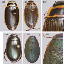 Attēlu rezultāti vaicājumam “Dytiscus sp.”
