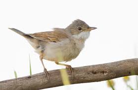 Attēlu rezultāti vaicājumam “Sylvia communis”