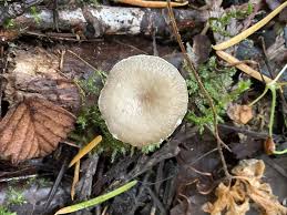 Attēlu rezultāti vaicājumam “Polyporus tubaeformis”