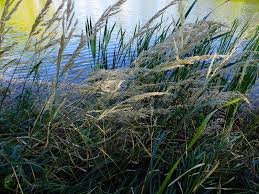 Attēlu rezultāti vaicājumam “Calamagrostis purpurea”
