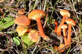 Attēlu rezultāti vaicājumam “Hygrocybe cantharellus”