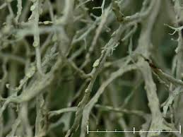 Attēlu rezultāti vaicājumam “Ramalina farinacea”