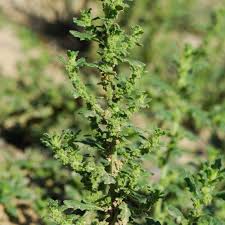 Image result for Chenopodium botrys