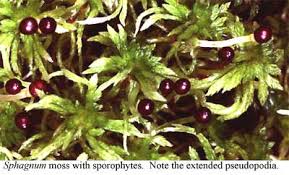 Attēlu rezultāti vaicājumam “Sphagnum angustifolium sporophyte”