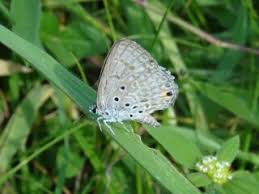 Attēlu rezultāti vaicājumam “Polyommatinae”