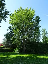 Attēlu rezultāti vaicājumam “Populus x berolinensis”