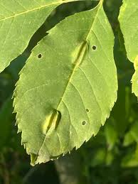 Attēlu rezultāti vaicājumam “Cystiphora sanguinea”