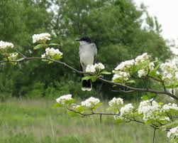 Attēlu rezultāti vaicājumam “Crataegus macracantha flower”
