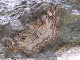 Attēlu rezultāti vaicājumam “Alcis repandata”