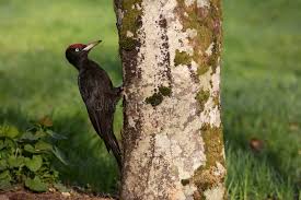 Attēlu rezultāti vaicājumam “Dryocopus martius adult”