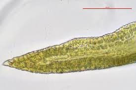 Attēlu rezultāti vaicājumam “Didymodon fallax var. brevifolius”