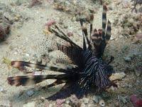 Image result for Pterois miles