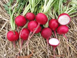 Image result for Radieschen