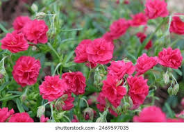 Attēlu rezultāti vaicājumam “Helianthemum x hybridum flower”