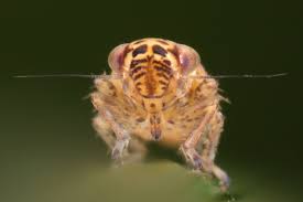 Attēlu rezultāti vaicājumam “Macrosteles nymph”