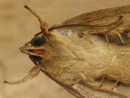 Attēlu rezultāti vaicājumam “Cosmia trapezina”