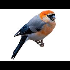 Attēlu rezultāti vaicājumam “Pyrrhula pyrrhula male”