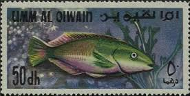 Image result for Scarus trispinosus