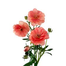 Attēlu rezultāti vaicājumam “Ranunculus elatior flower”