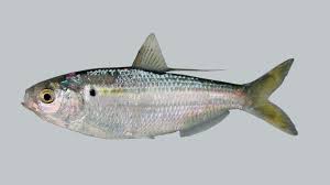 Image result for Dorosoma cepedianum