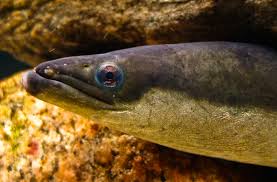 Image result for Anguilla anguilla