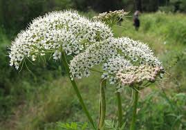 Attēlu rezultāti vaicājumam “Conioselinum tataricum”