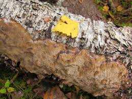 Attēlu rezultāti vaicājumam “Phellinus laevigatus”