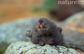 Attēlu rezultāti vaicājumam “Microtus agrestis”