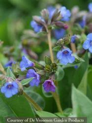 Attēlu rezultāti vaicājumam “Pulmonaria angustifolia”