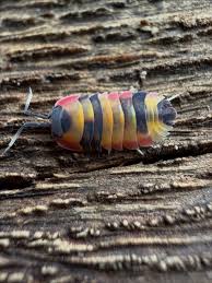 Attēlu rezultāti vaicājumam “Dienerella elongata”