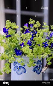 Image result for Lobelien