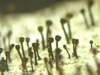 Attēlu rezultāti vaicājumam “Calicium salicinum”