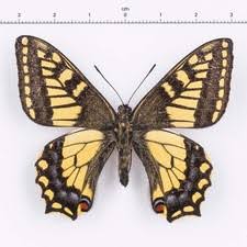 Attēlu rezultāti vaicājumam “Papilionidae”