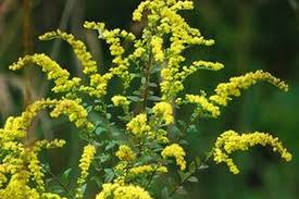 Attēlu rezultāti vaicājumam “Solidago virgaurea leaf”