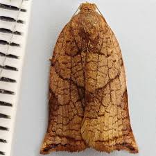 Attēlu rezultāti vaicājumam “Archips podana”