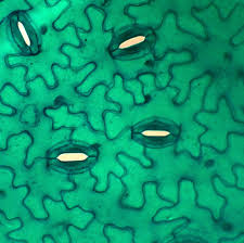 Attēlu rezultāti vaicājumam “Vicia faba leaf”