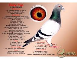 Image result for Meridian Racing Pigeon Lofts