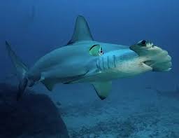 Image result for Sphyrna lewini