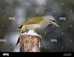 Attēlu rezultāti vaicājumam “Picus canus female”