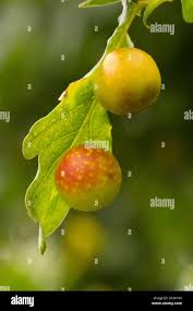 Attēlu rezultāti vaicājumam “Cynips quercusfolii”