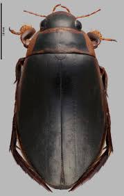 Attēlu rezultāti vaicājumam “Dytiscus dimidiatus”