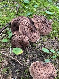 Attēlu rezultāti vaicājumam “Sarcodon imbricatum”