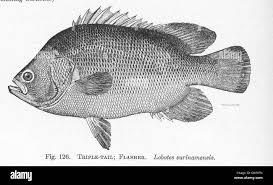 Image result for Lobotes surinamensis