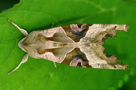 Attēlu rezultāti vaicājumam “Phlogophora meticulosa”