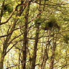 Attēlu rezultāti vaicājumam “Taphrina betulina”