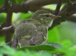 Attēlu rezultāti vaicājumam “Phylloscopus trochiloides adult”