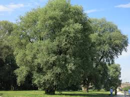 Attēlu rezultāti vaicājumam “Salix alba var. alba”