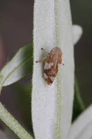 Attēlu rezultāti vaicājumam “Philaenus spumarius”