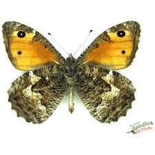 Attēlu rezultāti vaicājumam “Hipparchia semele”