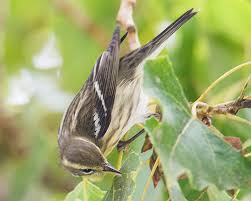 Attēlu rezultāti vaicājumam “Aphelia viburniana”